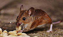24 Hour & Emergency Exterminators in Biwabik, MN